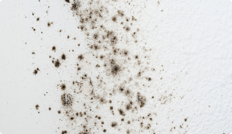 Alergeni &ndash; plijesan