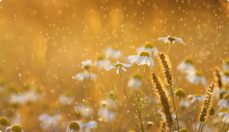 Alergeni &ndash; pelud