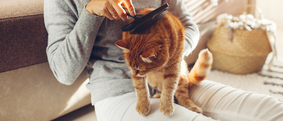 Alergeni kod kuće &ndash; odumrle stanice s kože kućnih ljubimaca, činjenice o alergijama