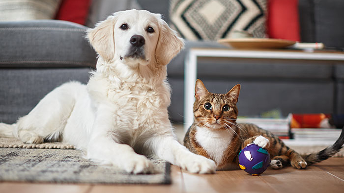 Odumrle stanice s kože kućnih ljubimaca